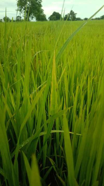 Potassium Deficiency - Rice