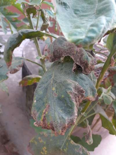 Leafhoppers and Jassids - Brinjal