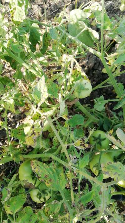 Bacterial Spot and Speck of Tomato - Tomato