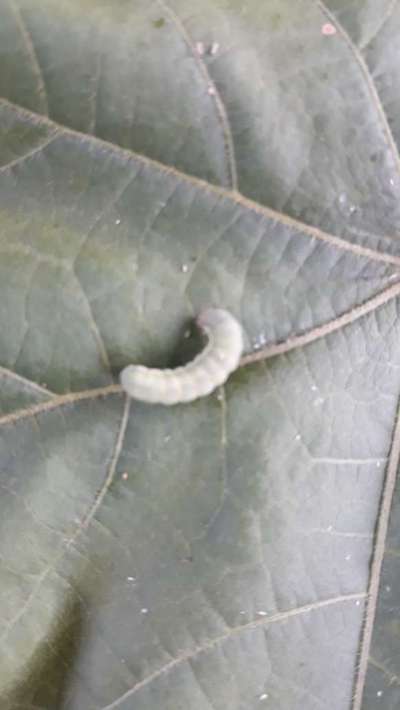 Helicoverpa Caterpillar - Cotton