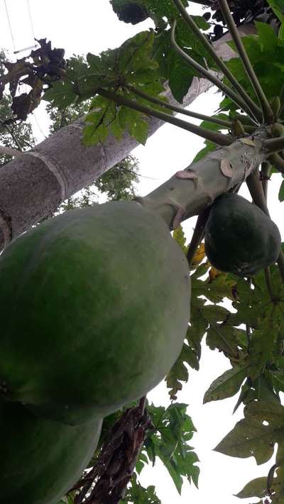 ছাতরা পোকা - পেঁপে