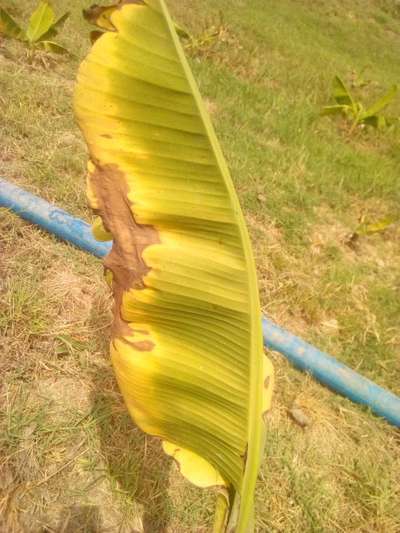 Leaf Blotch of Banana - Banana