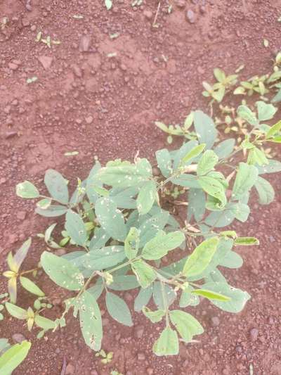 Spider Mites - Pigeon Pea & Red Gram