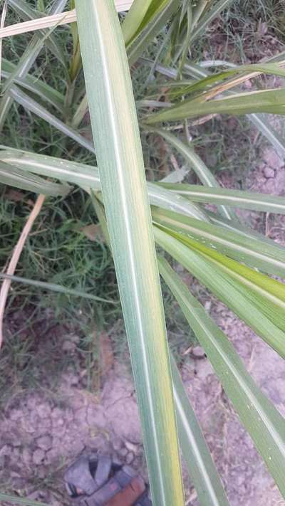 Nitrogen Deficiency - Sugarcane