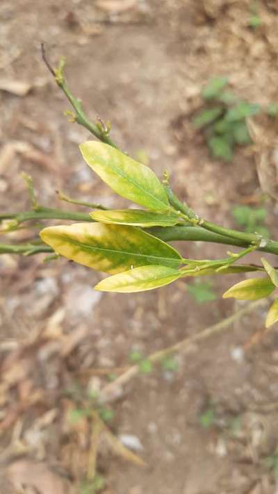 Huanglongbing (HLB) de los cítricos - Cítricos