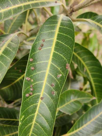 Gall Mite - Mango