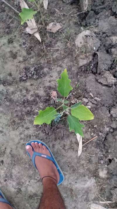 Whiteflies - Brinjal