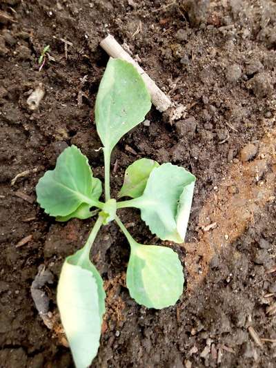 Root and Foot Rot - Cabbage