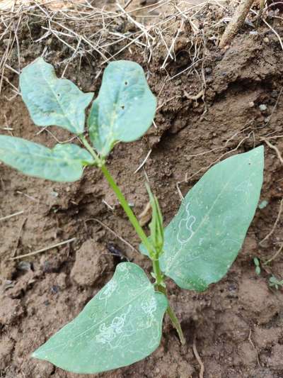 Flea Beetles - Bean