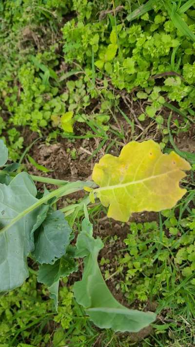 Nitrogen Deficiency - Cabbage