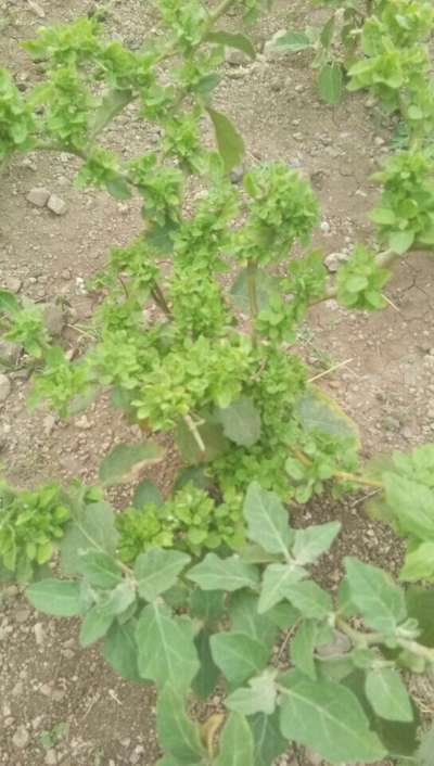 Little Leaf of Brinjal