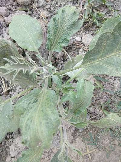 Whiteflies - Brinjal