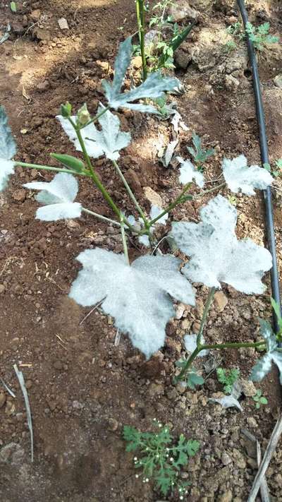 Powdery Mildew - Okra