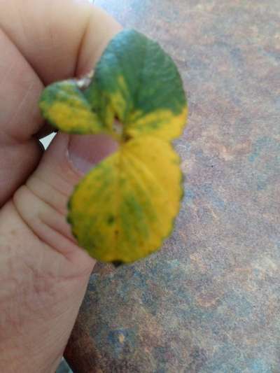 Nitrogen Deficiency - Strawberry