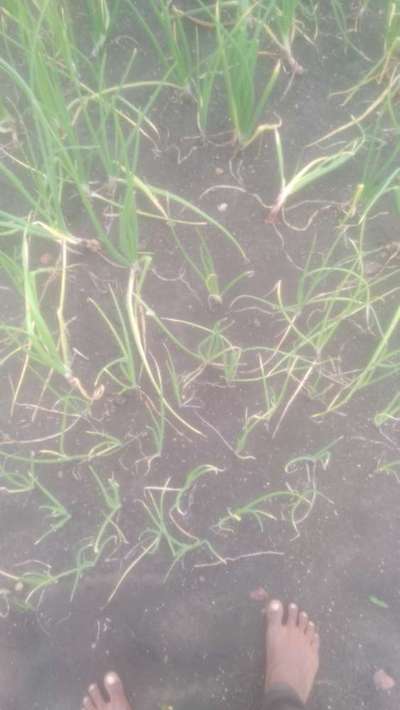 ಬೋರಾನ್ ಕೊರತೆ - ಈರುಳ್ಳಿ