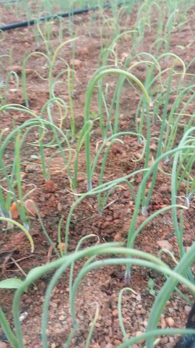 ಬೋರಾನ್ ಕೊರತೆ - ಈರುಳ್ಳಿ