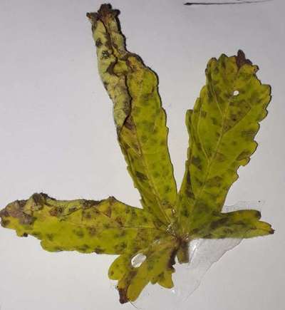 Cercospora Leaf Spot of Okra - Okra