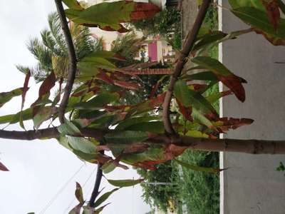 ಪೊಟ್ಯಾಸಿಯಮ್  ಕೊರತೆ - ಮಾವು