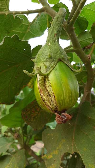 Boron Deficiency - Brinjal