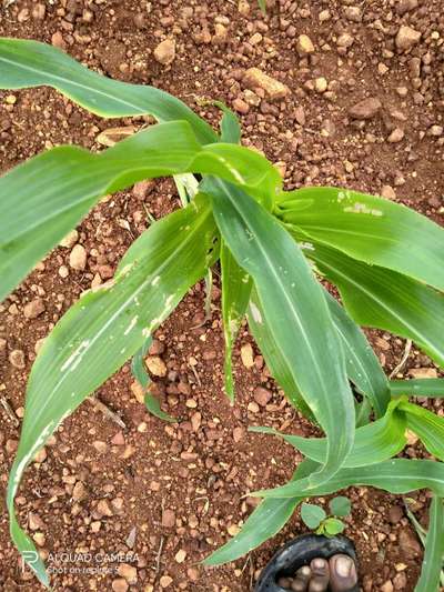 ಕಾಂಡ ಕೊರಕ - ಮೆಕ್ಕೆ ಜೋಳ