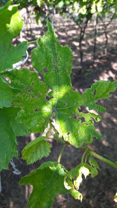 Downy Mildew of Grape - Grape