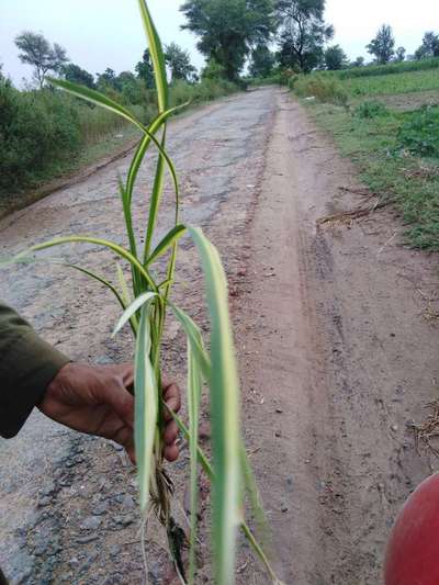 Leaf Variegation - Rice