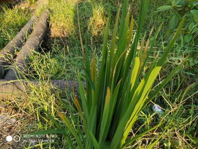 Rice Yellow Mottle Virus - Rice