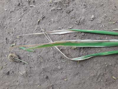 Bacterial Blight of Rice - Rice