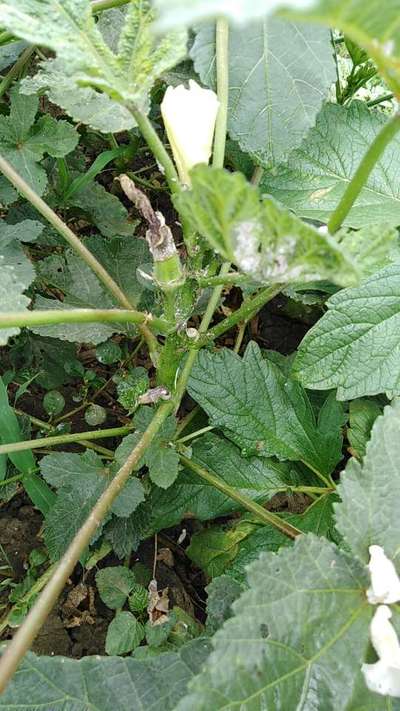 Mealybug - Okra