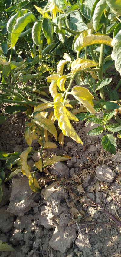 Nitrogen Deficiency - Tomato