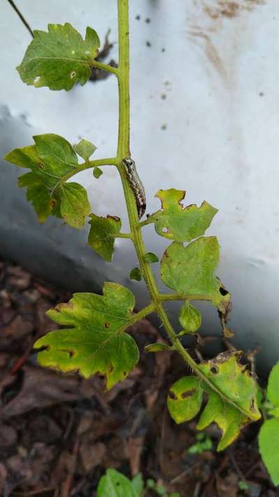 Tobacco Caterpillar - Tomato