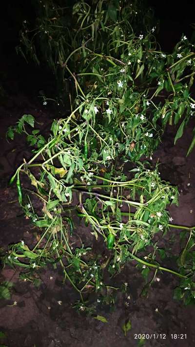 Wet Rot - Capsicum & Chilli