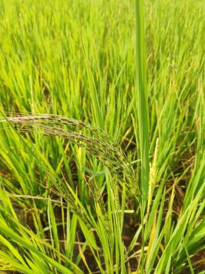 Bacterial Panicle Blight - Rice