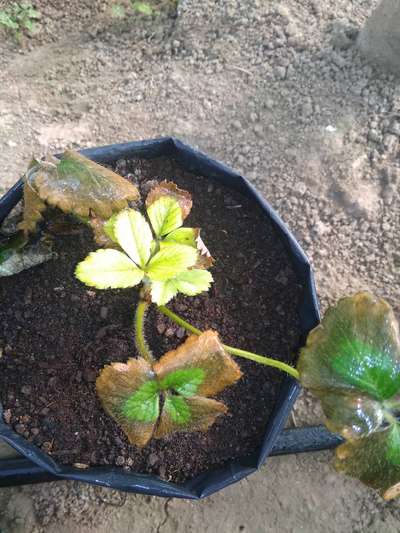 Potassium Deficiency - Strawberry