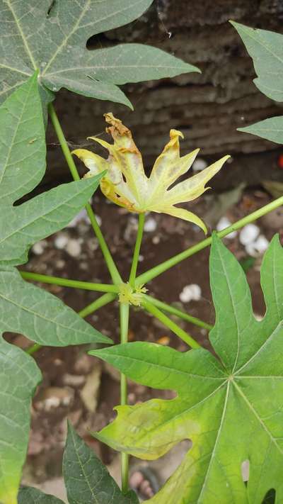 Powdery Mildew - Papaya