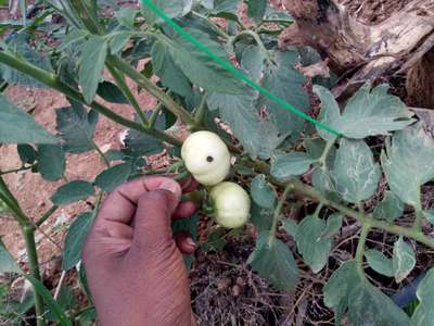 ಹೆಲಿಕೋವರ್ಪಾ ಕ್ಯಾಟರ್ ಪಿಲ್ಲರ್ - ಟೊಮೆಟೊ