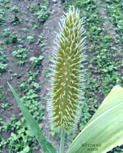 Downy Mildew - Millet