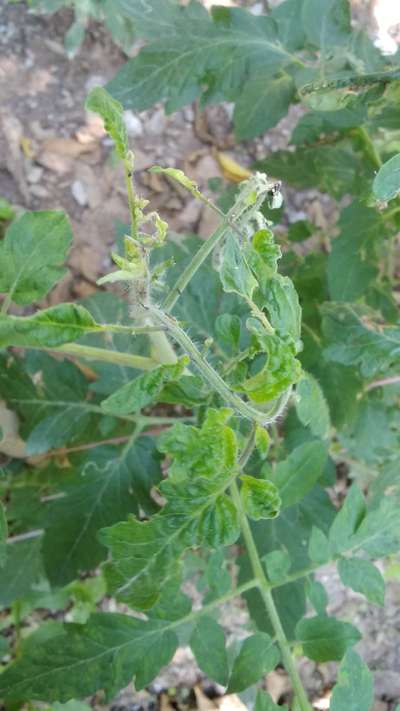 Boron Deficiency - Tomato