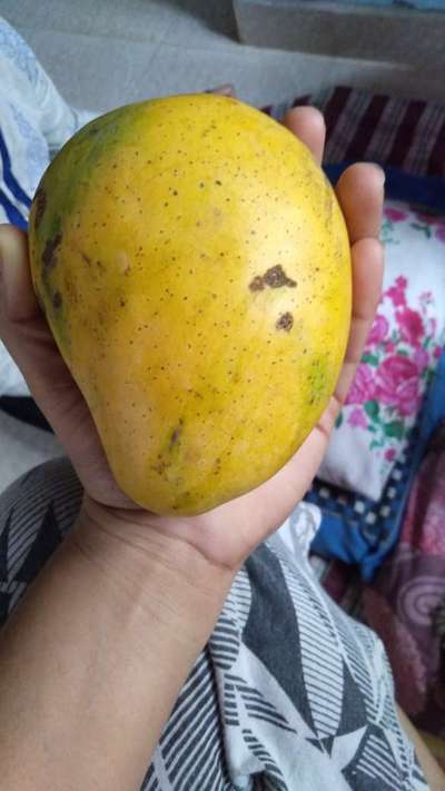 Mango Fruit Borer - Mango
