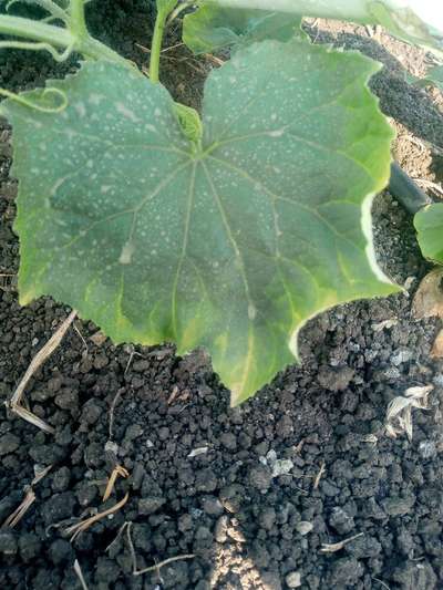 Potassium Deficiency - Cucumber