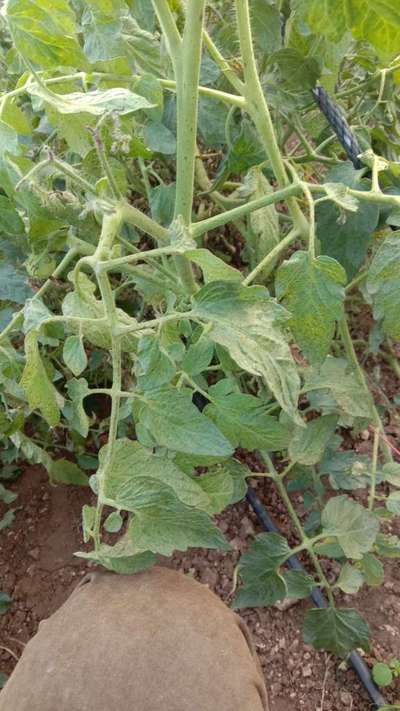 Septoria Leaf Spot - Tomato