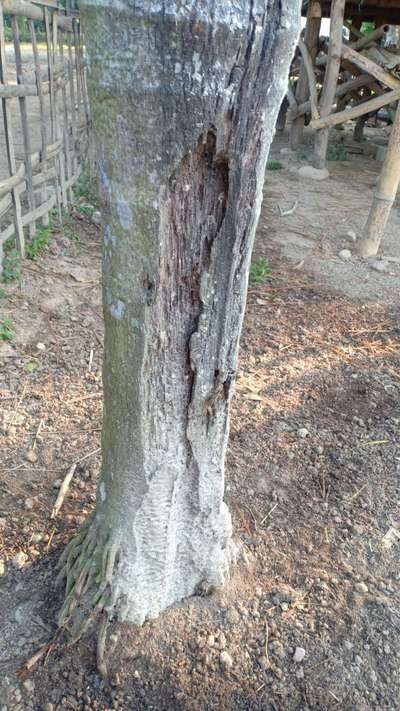 Root and Foot Rot - Citrus