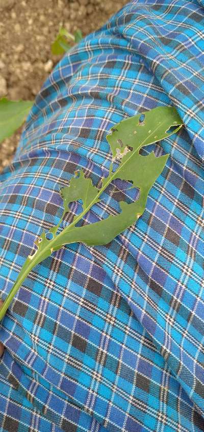 Tobacco Caterpillar - Capsicum & Chilli