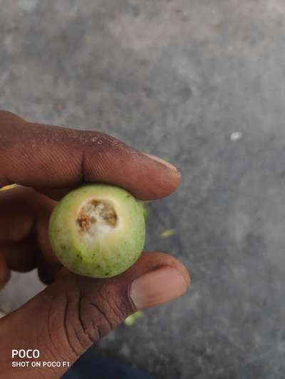 Pink Bollworm - Cotton