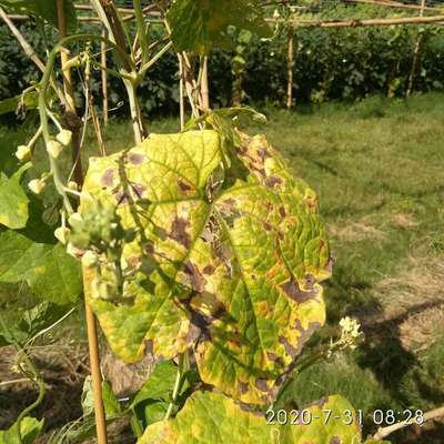 Downy Mildew of Cucurbits - Cucumber