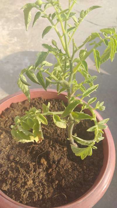 Nitrogen Deficiency - Tomato