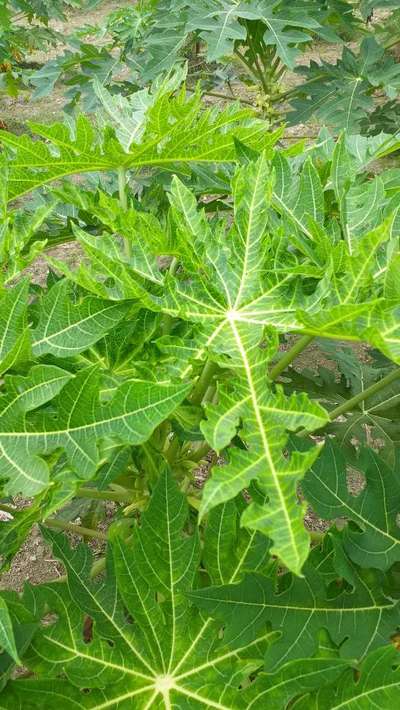 পেঁপের মোজাইক ভাইরাস রোগ - পেঁপে