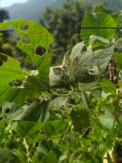 Bean Leaf Beetle - Bean