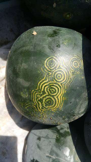 Watermelon Mosaic Virus - Melon