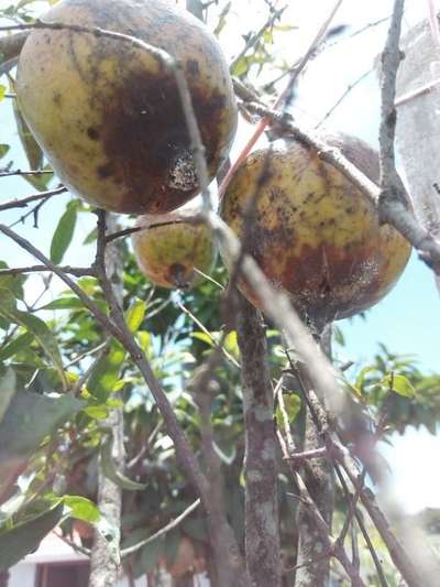 ডালিমের ফোস্কা রোগ - ডালিম